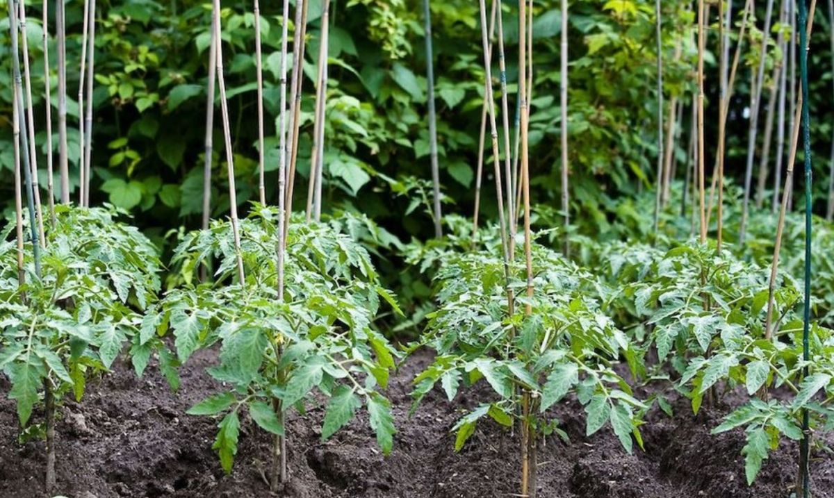 Come Seminare Le Piante Di Pomodori WebEConoscenza