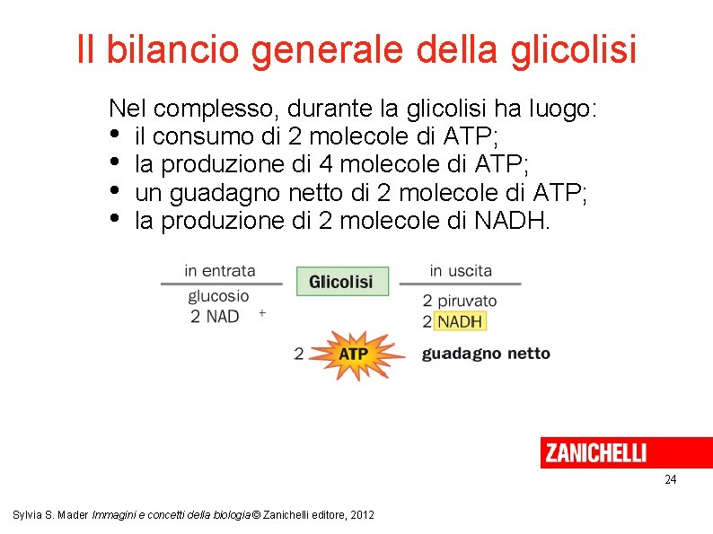 Quali Sono Le Fasi Della Glicolisi WebEConoscenza